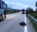 Animali morti