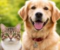Cani e gatti